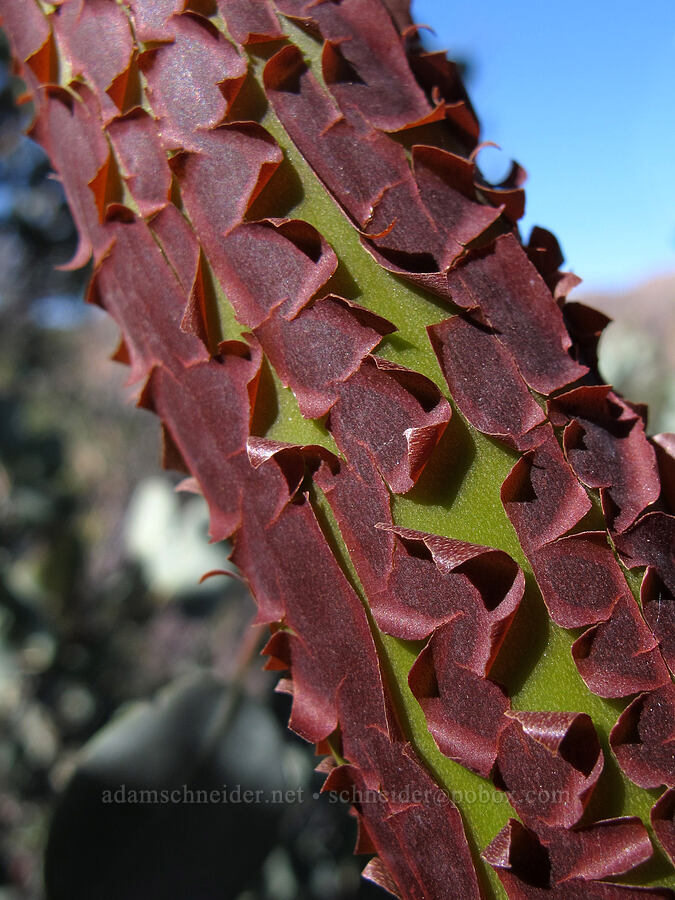 manzanita bark (Arctostaphylos sp.) [Juniper Canyon Trail, Pinnacles National Park, San Benito County, California]