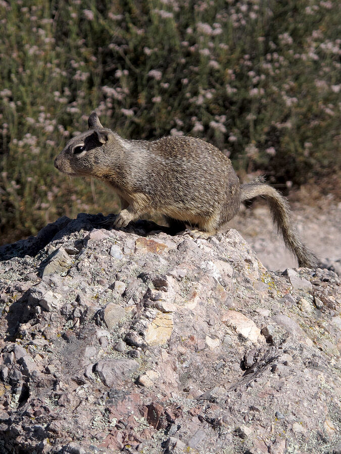 California ground squirrel (Otospermophilus beecheyi (Spermophilus beecheyi)) [High Peaks, Pinnacles National Park, San Benito County, California]