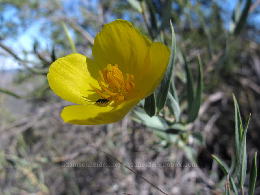 bush poppy (Dendromecon rigida) [High Peaks Trail, Pinnacles National Park, San Benito County, California]