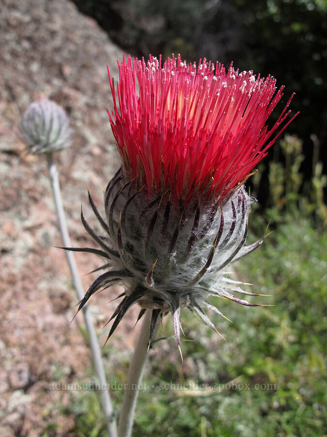 venus thistle (Cirsium occidentale var. venustum) [High Peaks Trail, Pinnacles National Park, San Benito County, California]