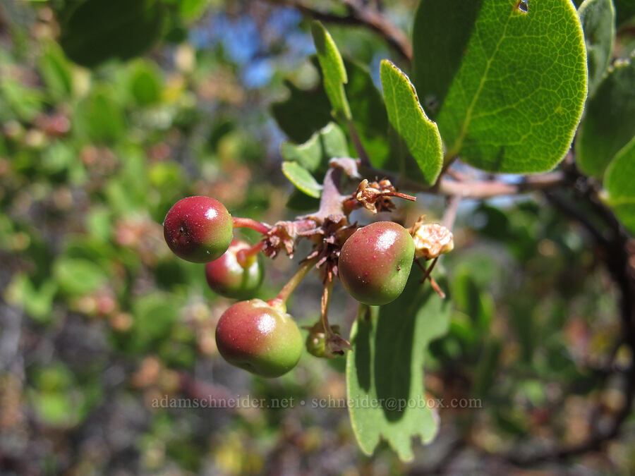 point-leaf manzanita berries (Arctostaphylos pungens) [High Peaks Trail, Pinnacles National Park, San Benito County, California]