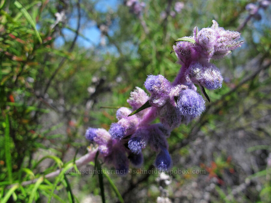 woolly bluecurls, budding (Trichostema lanatum) [High Peaks Trail, Pinnacles National Park, San Benito County, California]
