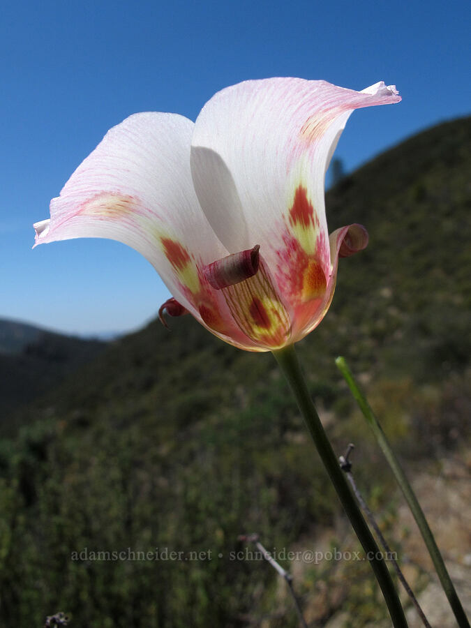 butterfly mariposa lily (Calochortus venustus) [High Peaks Trail, Pinnacles National Park, San Benito County, California]