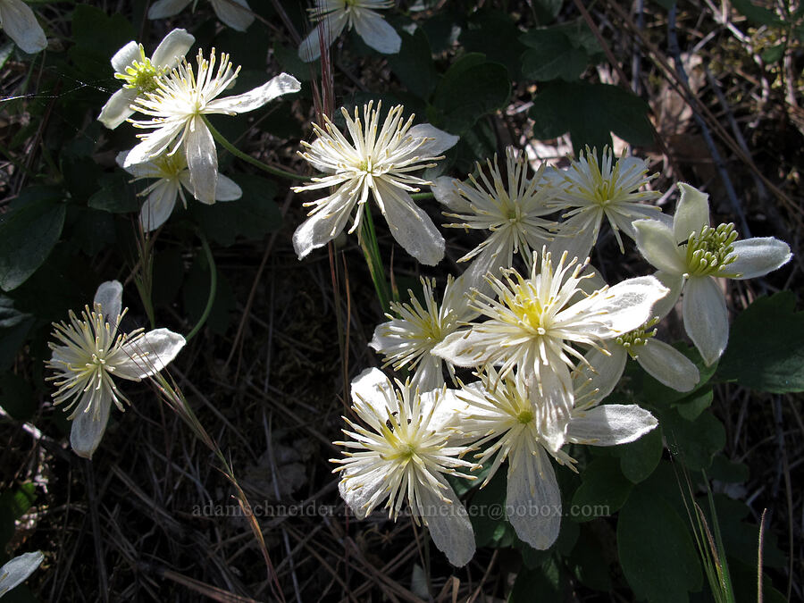 pipe-stem clematis (Clematis lasiantha) [High Peaks Trail, Pinnacles National Park, San Benito County, California]