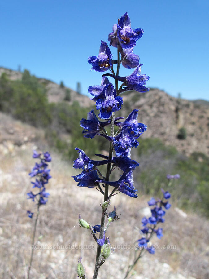 foothill larkspur (Delphinium hesperium) [High Peaks Trail, Pinnacles National Park, San Benito County, California]