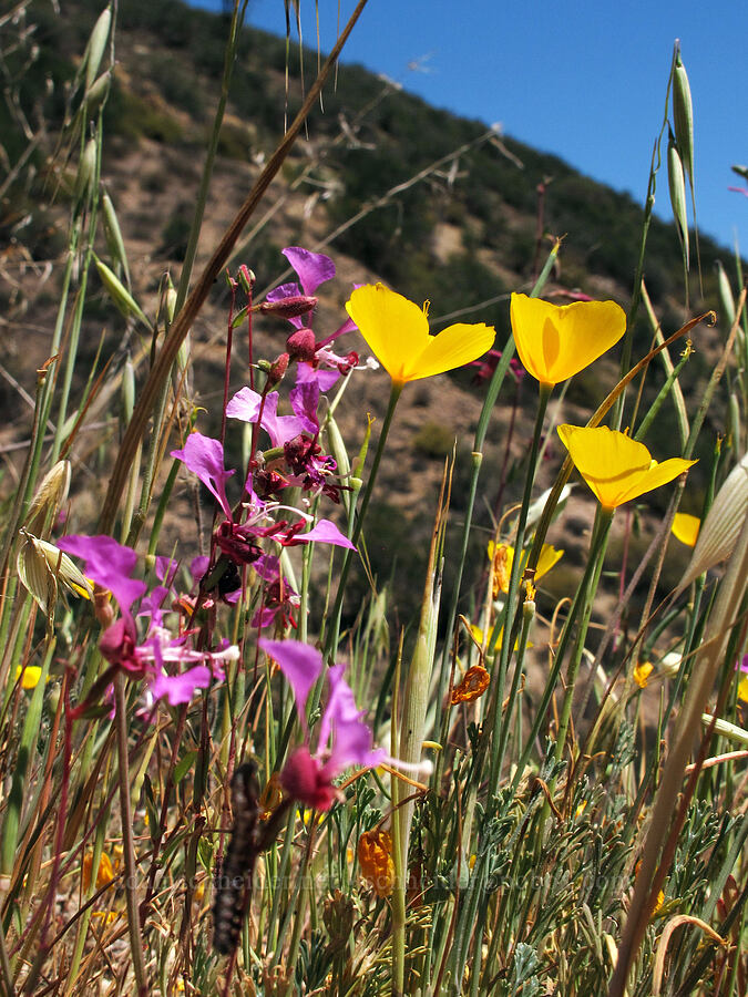 tufted poppies & elegant clarkia (Eschscholzia caespitosa, Clarkia unguiculata) [High Peaks Trail, Pinnacles National Park, San Benito County, California]