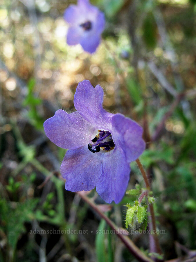 blue fiesta flower (Pholistoma auritum) [Bench Trail, Pinnacles National Park, San Benito County, California]