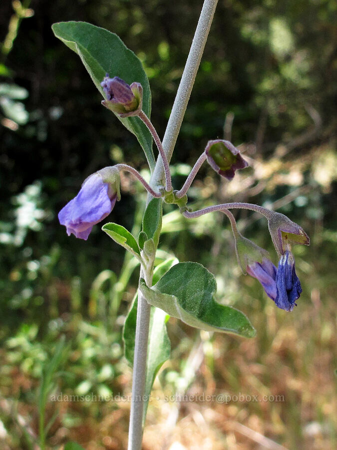 blue-witch nightshade (Solanum umbelliferum) [Old Pinnacles Trail, Pinnacles National Park, San Benito County, California]