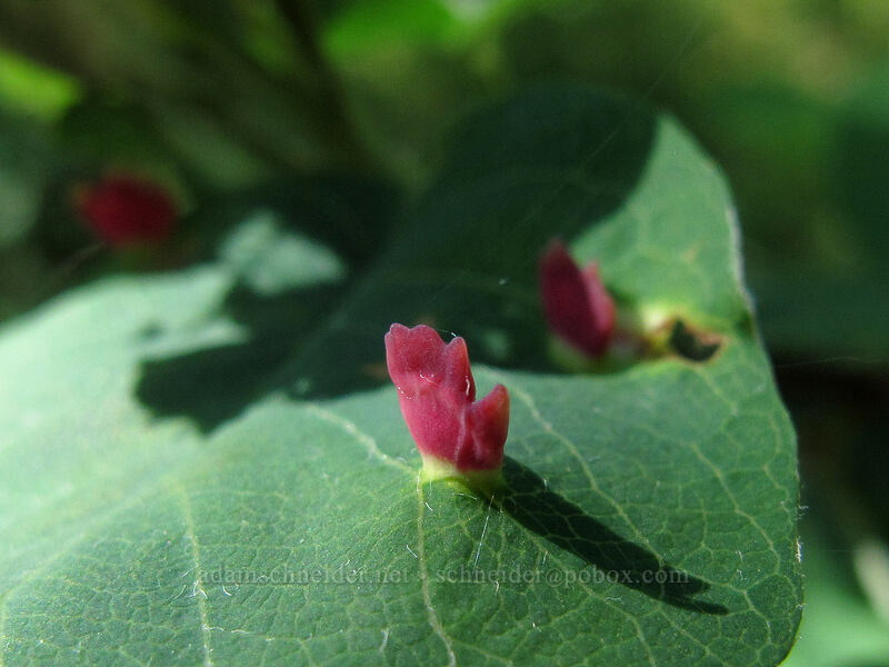 mitten-shaped midge galls on a serviceberry leaf (Blaesodiplosis sp., Amelanchier alnifolia) [Augspurger Trail, Gifford Pinchot National Forest, Skamania County, Washington]