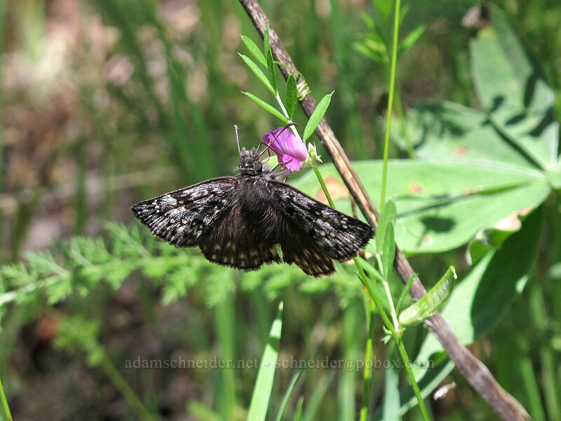 duskywing butterfly on vetch (Erynnis sp., Vicia sativa) [Augspurger Trail, Gifford Pinchot National Forest, Skamania County, Washington]