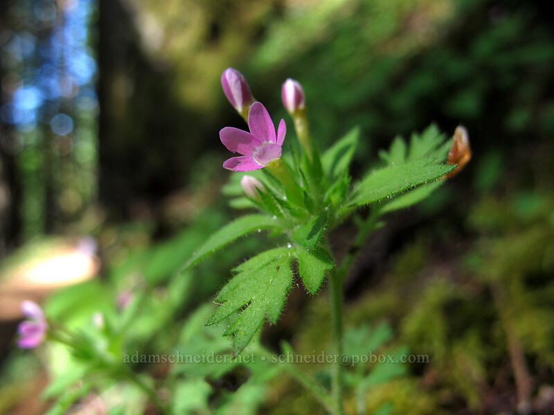 varied-leaf collomia (Collomia heterophylla) [Augspurger Trail, Gifford Pinchot National Forest, Skamania County, Washington]