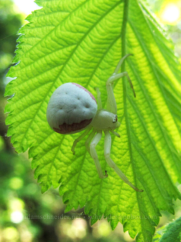 goldenrod crab spider (Misumena vatia) [Augspurger Trail, Gifford Pinchot National Forest, Skamania County, Washington]