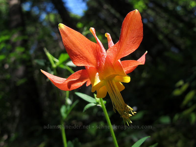 scarlet columbine (Aquilegia formosa) [Augspurger Trail, Gifford Pinchot National Forest, Skamania County, Washington]
