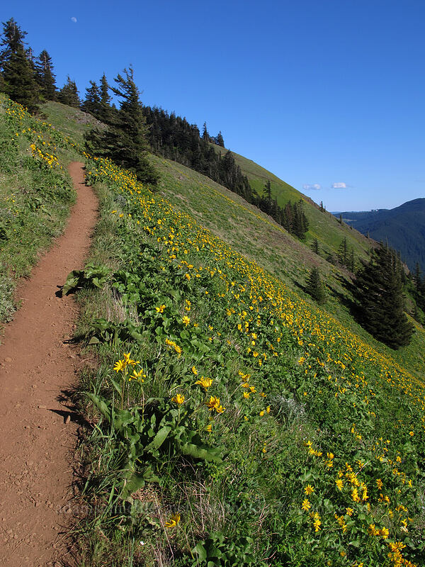 trail through balsamroot (Balsamorhiza sp.) [Dog Mountain, Gifford Pinchot National Forest, Skamania County, Washington]