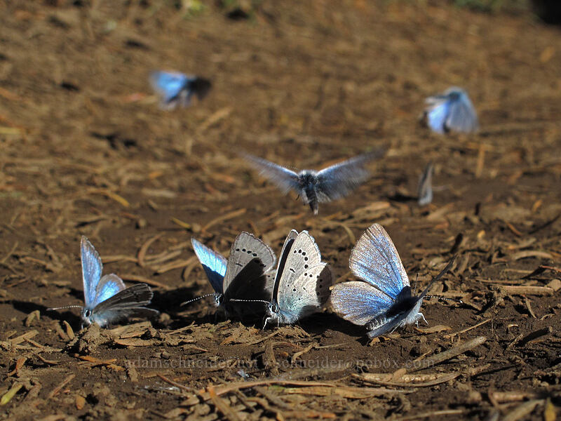 silvery blue butterfly convention (Glaucopsyche lygdamus) [Dog Mountain, Gifford Pinchot National Forest, Skamania County, Washington]