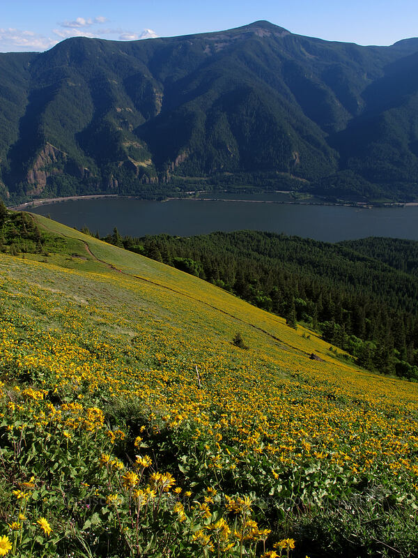 balsamroot & Mt. Defiance (Balsamorhiza sp.) [Dog Mountain, Gifford Pinchot National Forest, Skamania County, Washington]