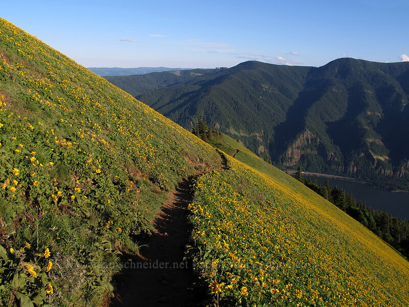 balsamroot-covered slopes (Balsamorhiza sp.) [Dog Mountain, Gifford Pinchot National Forest, Skamania County, Washington]