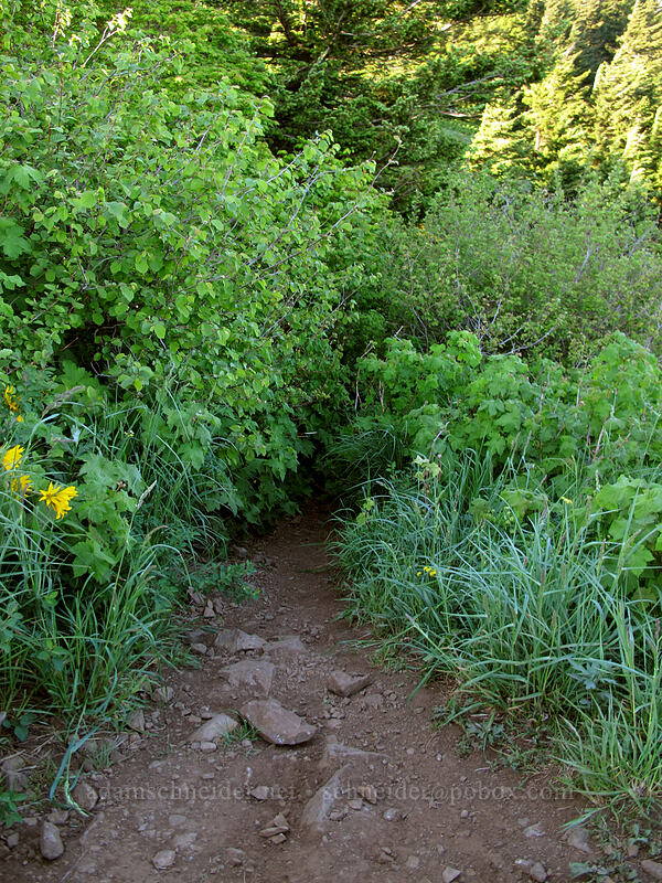 the other trail from Puppy Dog to the summit [Dog Mountain, Gifford Pinchot National Forest, Skamania County, Washington]