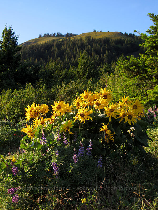 balsamroot (Balsamorhiza sp.) [Dog Mountain, Gifford Pinchot National Forest, Skamania County, Washington]