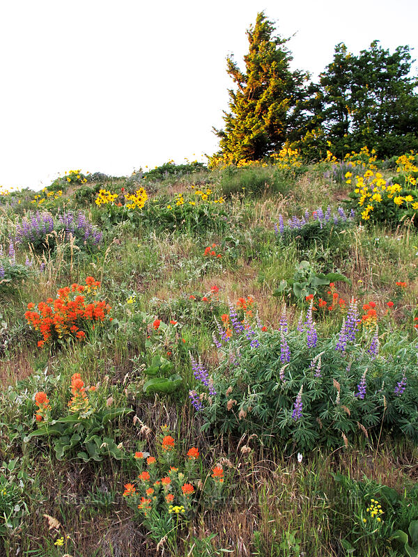 wildflowers (Lupinus sp., Castilleja hispida, Balsamorhiza sp.) [Dog Mountain, Gifford Pinchot National Forest, Skamania County, Washington]