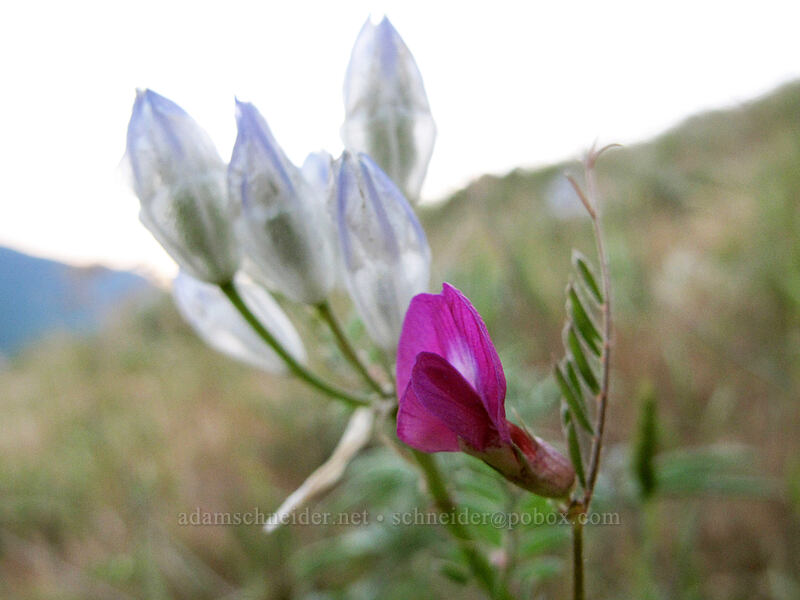 common vetch & bi-colored cluster lily (Vicia sativa, Triteleia grandiflora var. howellii (Brodiaea bicolor)) [Dog Mountain, Gifford Pinchot National Forest, Skamania County, Washington]