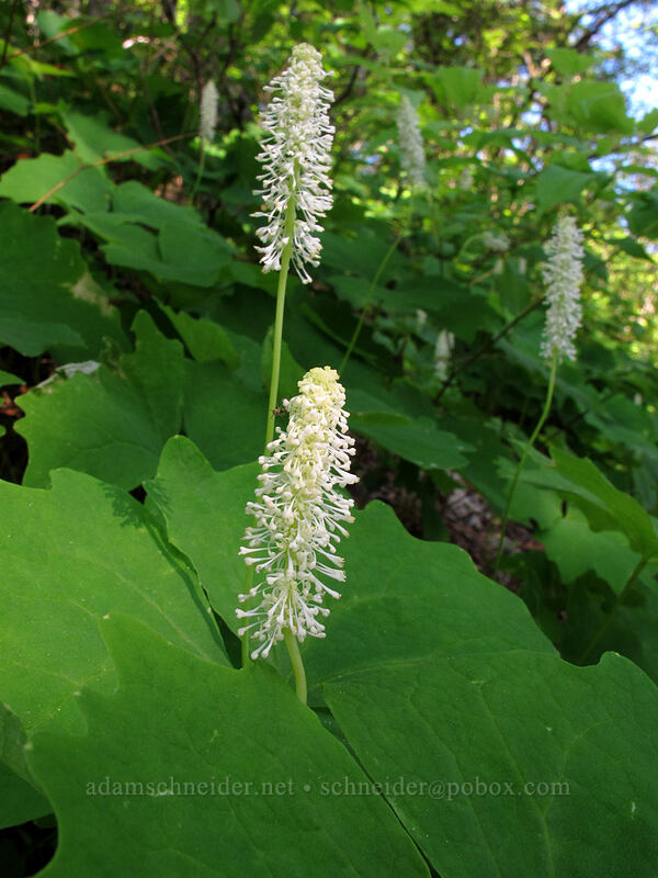 vanilla-leaf (Achlys sp.) [Hamilton Mountain Trail, Beacon Rock State Park, Skamania County, Washington]