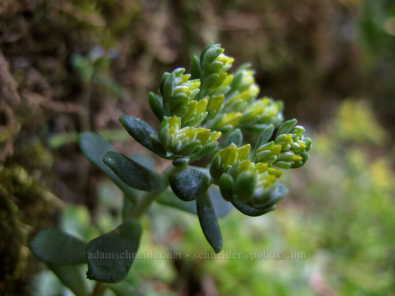 stonecrop (Sedum sp.) [Hamilton Mountain Trail, Beacon Rock State Park, Skamania County, Washington]