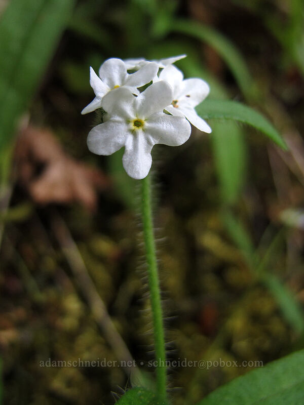 common cryptantha (Cryptantha intermedia) [Hamilton Mountain Trail, Beacon Rock State Park, Skamania County, Washington]