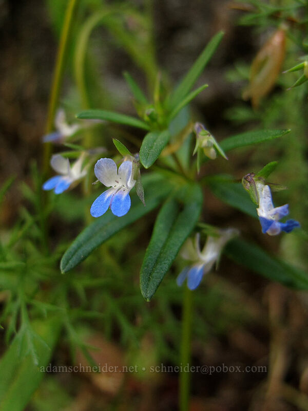 small-flowered blue-eyed mary (Collinsia parviflora) [Hamilton Mountain Trail, Beacon Rock State Park, Skamania County, Washington]