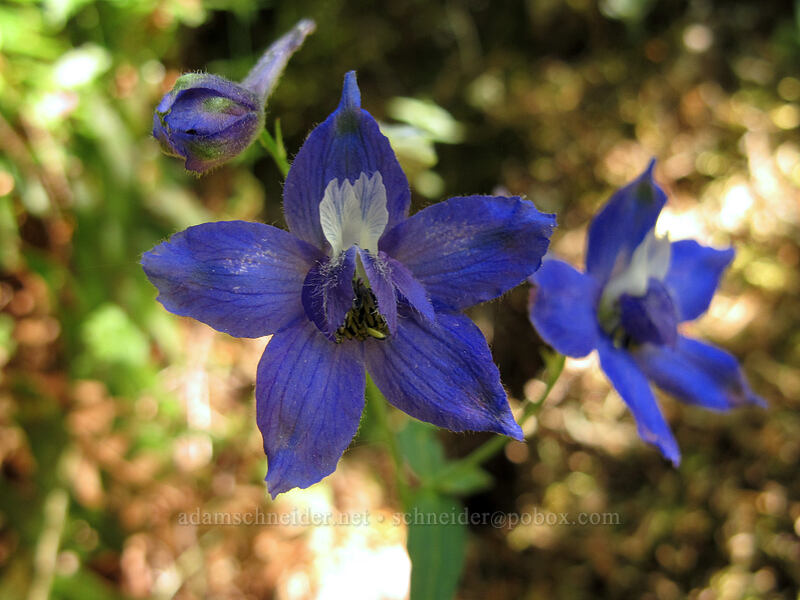 larkspur (Delphinium sp.) [Hamilton Mountain Trail, Beacon Rock State Park, Skamania County, Washington]