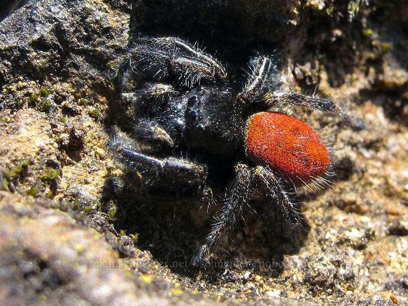 red-backed jumping spider (Phidippus johnsoni) [Hamilton Mountain Trail, Beacon Rock State Park, Skamania County, Washington]