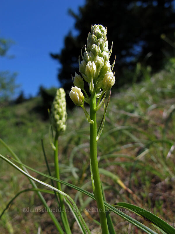 death-camas (Toxicoscordion venenosum (Zigadenus venenosus)) [Little Hamilton Mountain, Beacon Rock State Park, Skamania County, Washington]