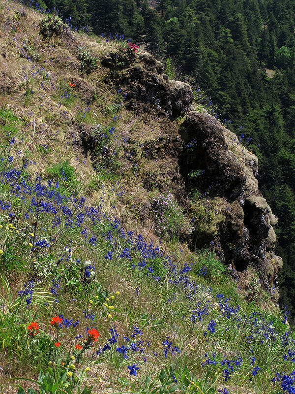 wildflowers [Little Hamilton Mountain, Beacon Rock State Park, Skamania County, Washington]