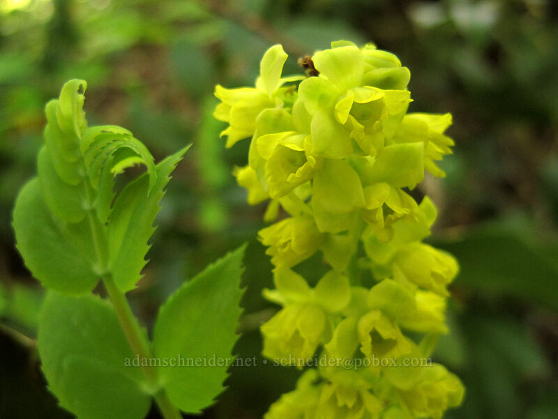 Oregon-grape flowers (Mahonia nervosa (Berberis nervosa)) [Hamilton Mountain Trail, Beacon Rock State Park, Skamania County, Washington]
