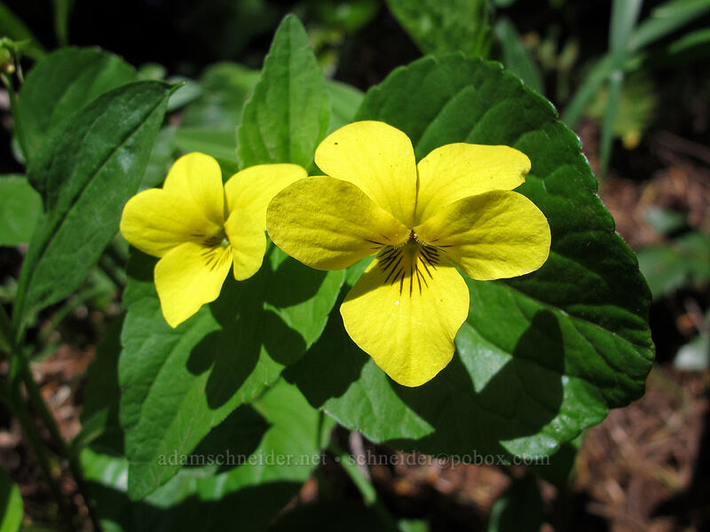 pioneer violets (Viola glabella) [Hamilton Mountain Trail, Beacon Rock State Park, Skamania County, Washington]