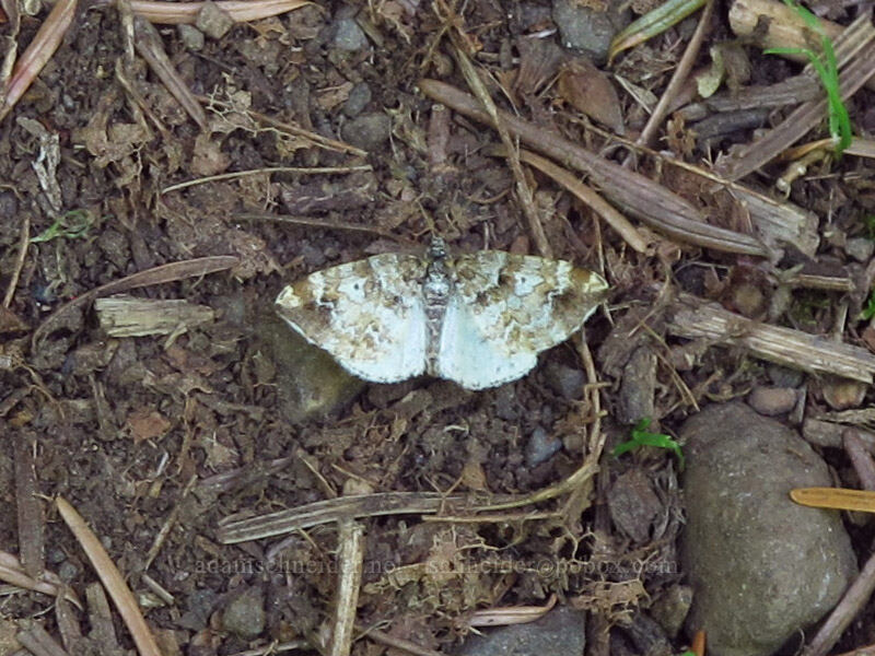 geometrid moth (Enchoria lacteata) [Hamilton Mountain Equestrian Trail, Beacon Rock State Park, Skamania County, Washington]