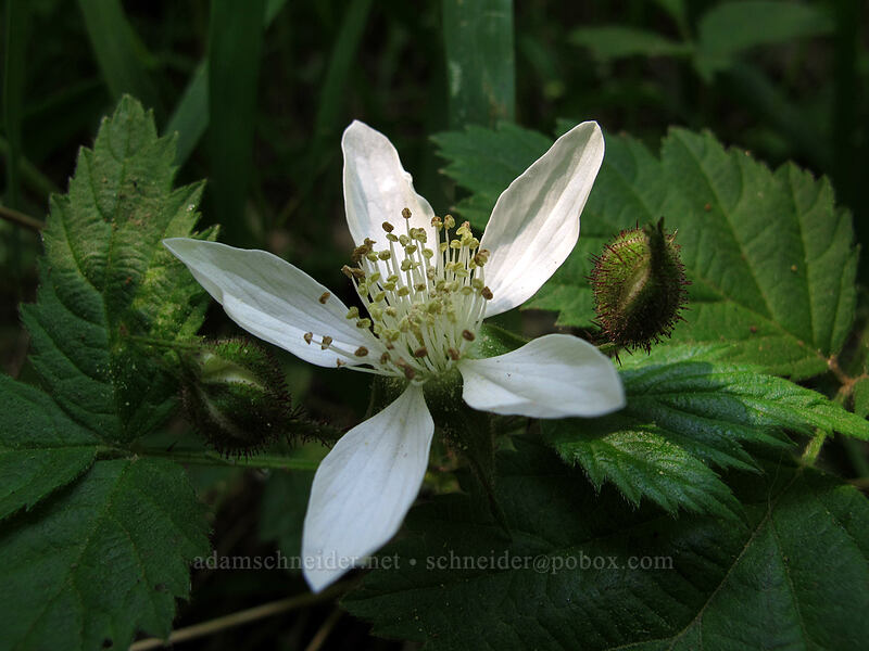 trailing blackberry flower (Rubus ursinus) [Hamilton Mountain Trail, Beacon Rock State Park, Skamania County, Washington]