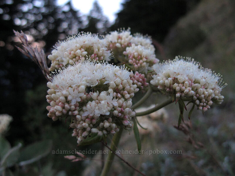 heart-leaf buckwheat (Eriogonum compositum) [Munra Point Trail, John B. Yeon State Park, Multnomah County, Oregon]