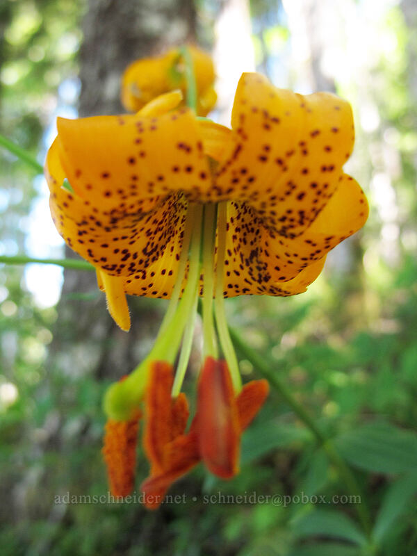 tiger lily (Lilium columbianum) [Saddle Mountain Trail, Clatsop County, Oregon]