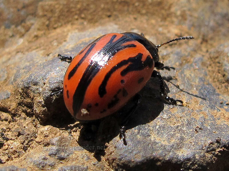 bright red-orange leaf beetle (Calligrapha sigmoidea) [Saddle Mountain Trail, Clatsop County, Oregon]