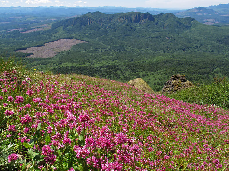 rosy plectritis & Humbug Mountain (Plectritis congesta) [Saddle Mountain Trail, Clatsop County, Oregon]