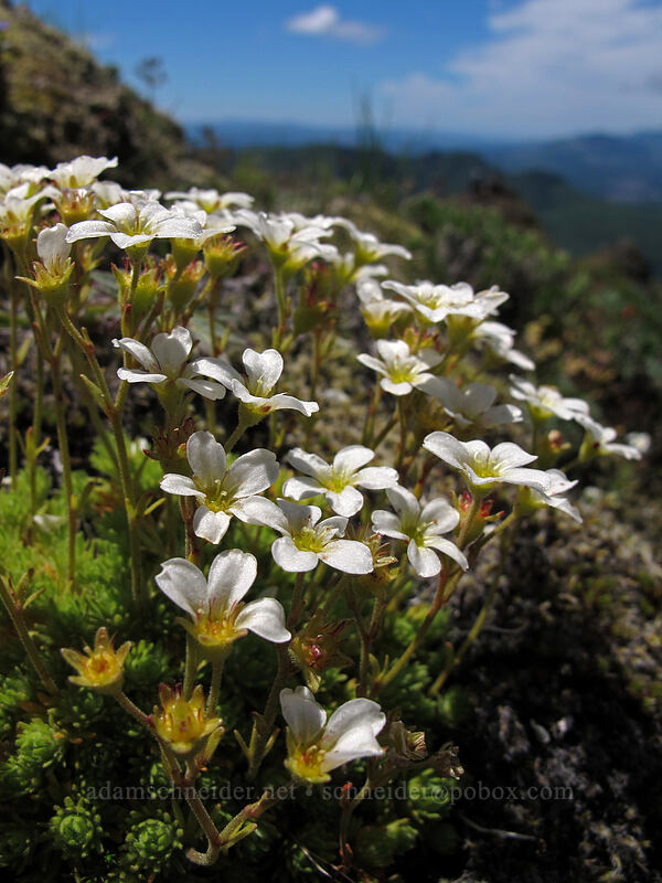 tufted saxifrage (Saxifraga cespitosa var. subgemmifera (Saxifraga caespitosa)) [Saddle Mountain Trail, Clatsop County, Oregon]