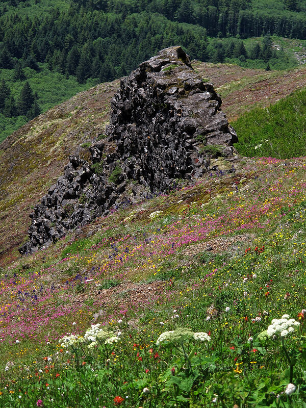 basaltic dike & wildflowers [Saddle Mountain Trail, Clatsop County, Oregon]