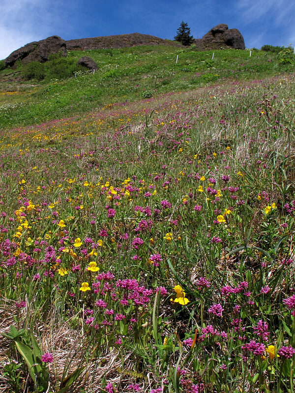 monkeyflower & rosy plectritis (Erythranthe guttata (Mimulus guttatus), Plectritis congesta) [Saddle Mountain Trail, Clatsop County, Oregon]