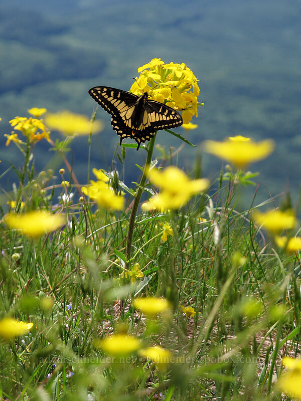 anise swallowtail butterfly on wallflower (Papilio zelicaon, Erysimum sp.) [Saddle Mountain Trail, Clatsop County, Oregon]