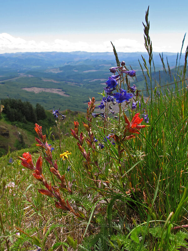 paintbrush & larkspur (Castilleja hispida, Delphinium menziesii) [Saddle Mountain Trail, Clatsop County, Oregon]