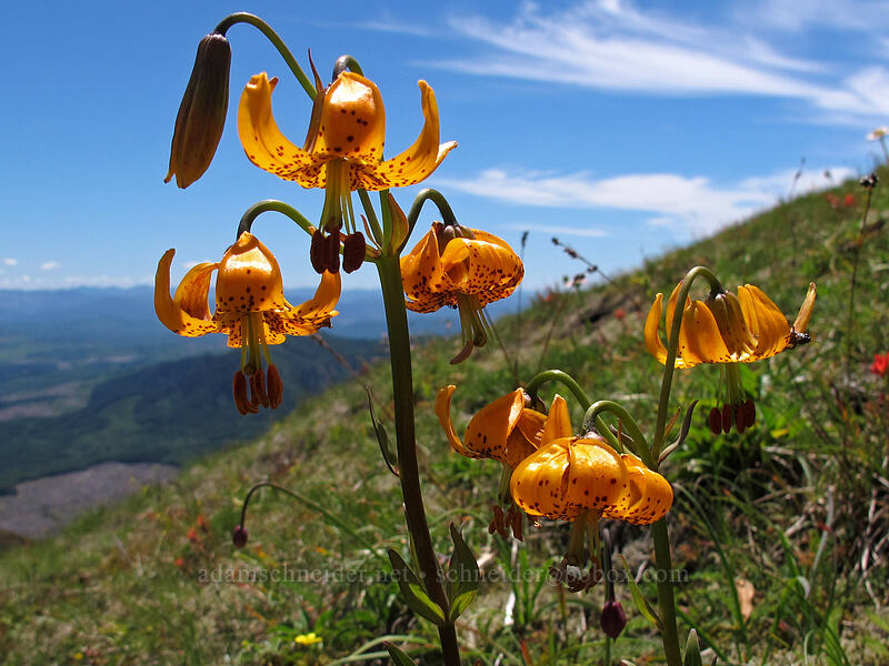 tiger lilies (Lilium columbianum) [Saddle Mountain Trail, Clatsop County, Oregon]