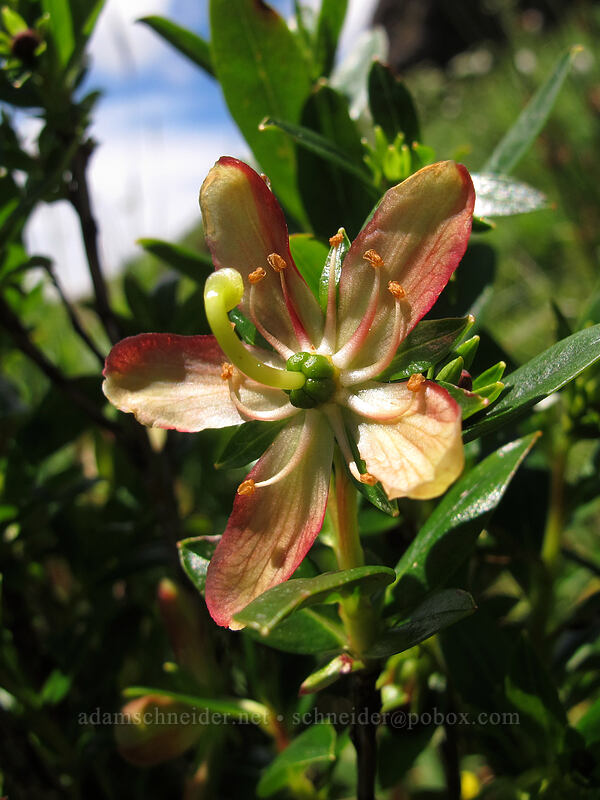 copperbush (Elliottia pyroliflora (Cladothamnus pyroliflorus)) [Saddle Mountain Trail, Clatsop County, Oregon]