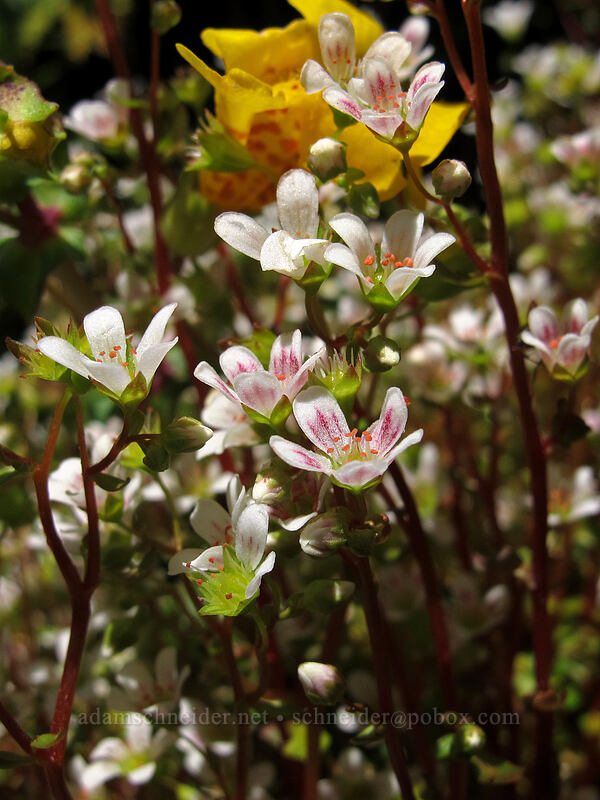 Nuttall's saxifrage (Cascadia nuttallii (Saxifraga nuttallii)) [Saddle Mountain Trail, Clatsop County, Oregon]