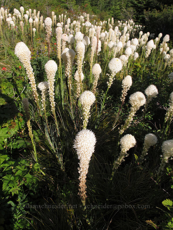 beargrass (Xerophyllum tenax) [Silver Star Mountain trailhead, Gifford Pinchot Nat'l Forest, Skamania County, Washington]